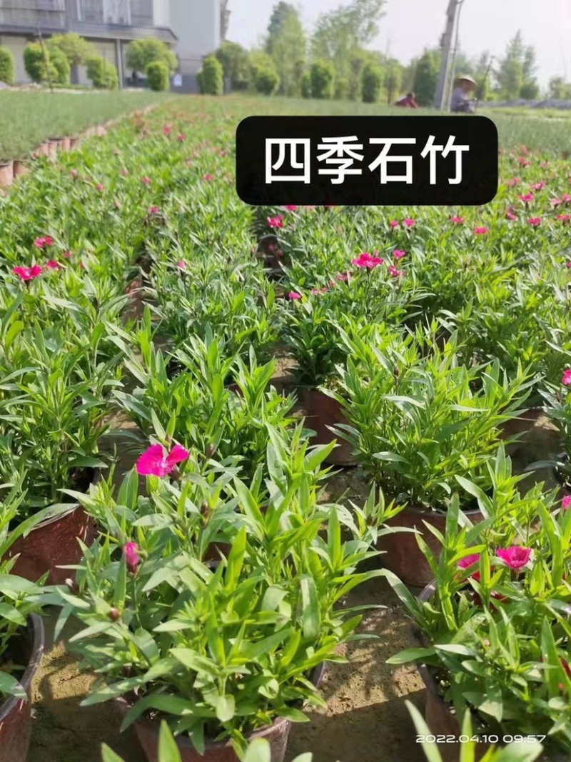 成都四季石竹双色杯，郫县常夏石竹量大价优欢迎各位光临