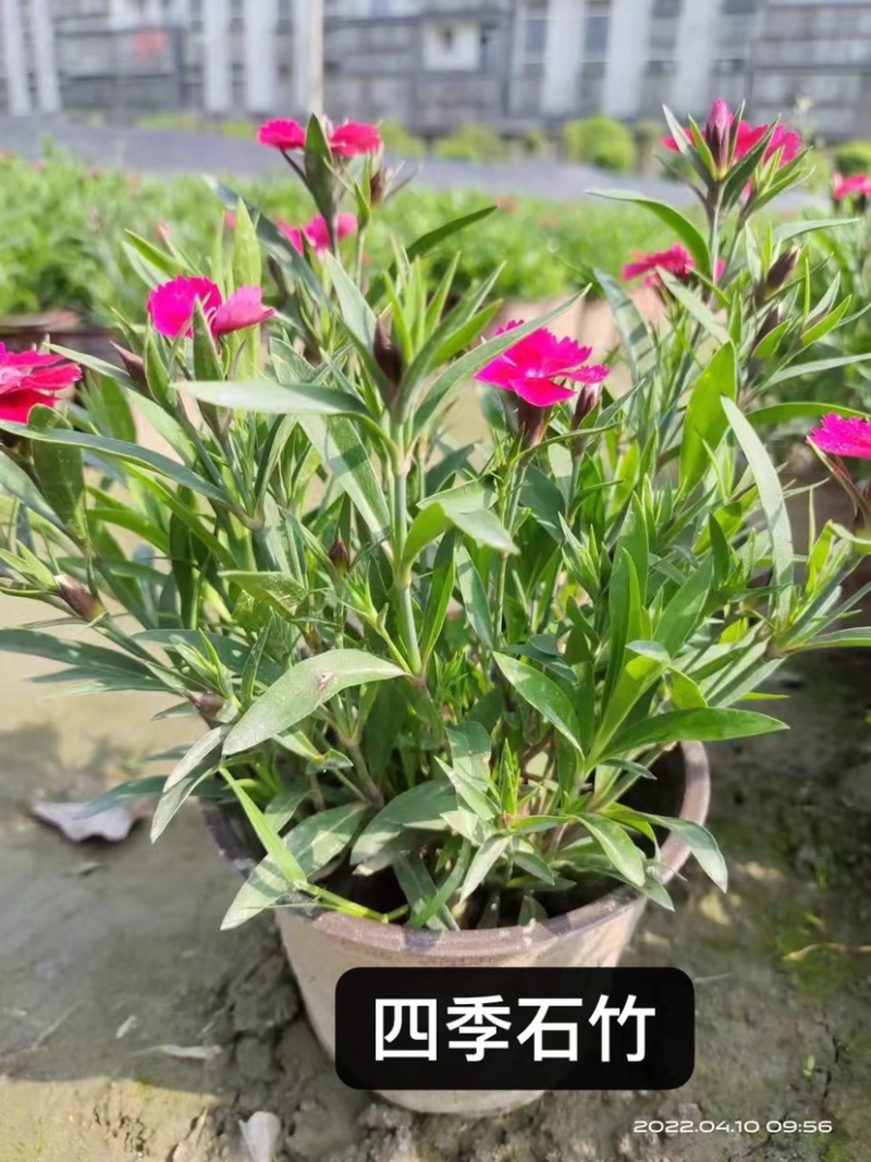 成都四季石竹双色杯，郫县常夏石竹量大价优欢迎各位光临