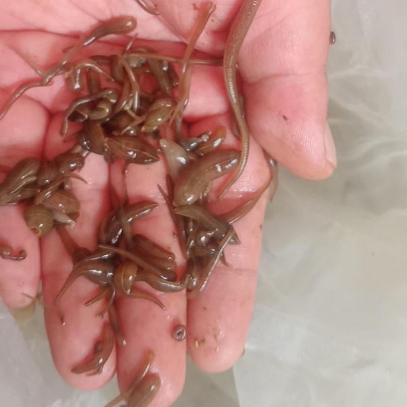 水蛭苗活体野生宽体金线水蛭蚂蟥鲜活水蛭蚂蝗特种水产养殖