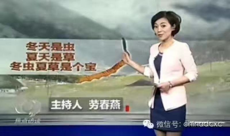 抵制疫情，身体棒棒的…冬虫夏草