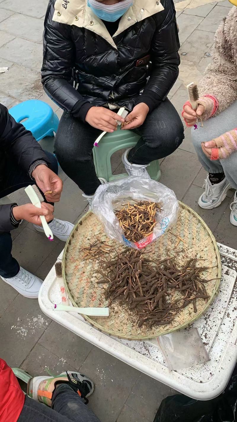 抵制疫情，身体棒棒的…冬虫夏草