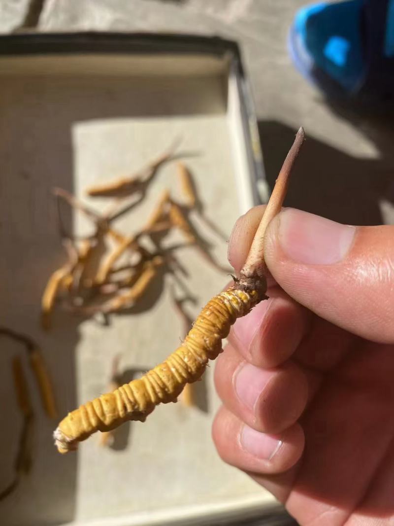 抵制疫情，身体棒棒的…冬虫夏草