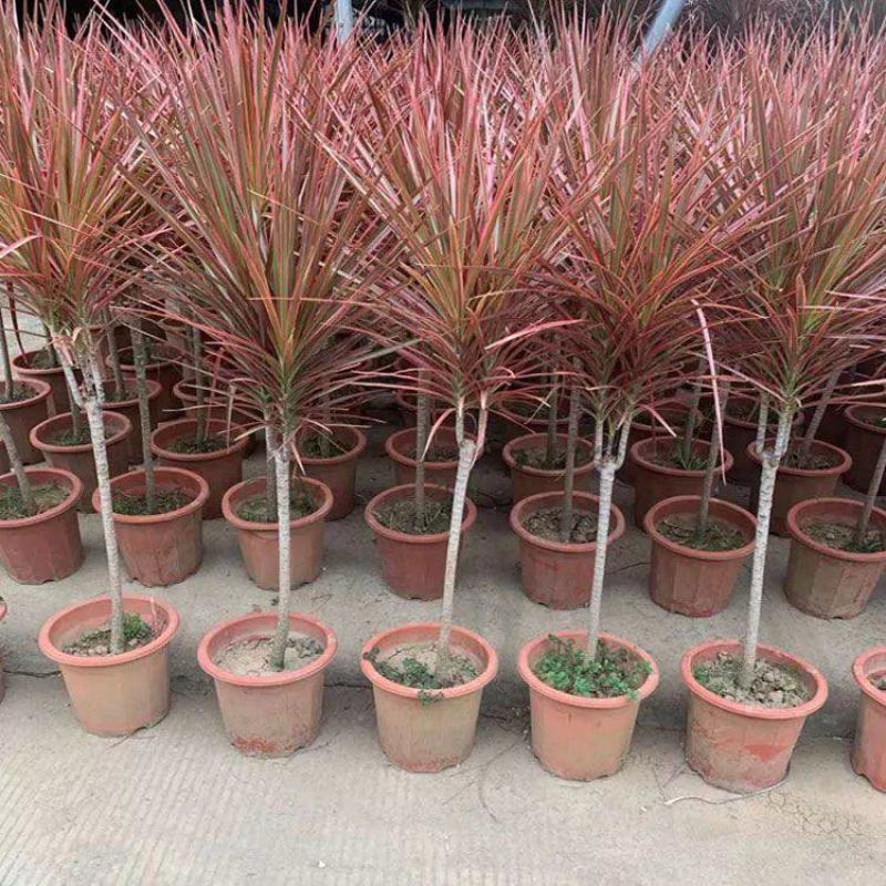 千年木盆栽网红七彩铁植物室内北欧简约风净化空气绿植