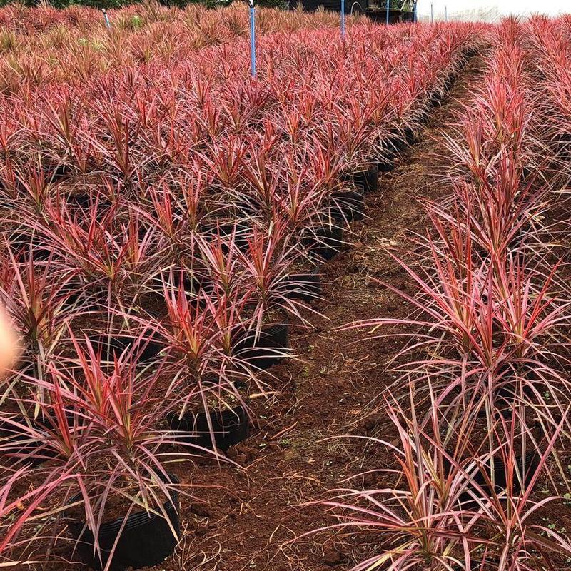 千年木盆栽网红七彩铁植物室内北欧简约风净化空气绿植