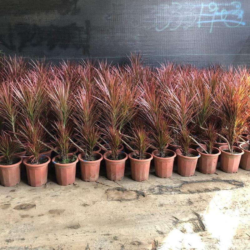 千年木盆栽网红七彩铁植物室内北欧简约风净化空气绿植