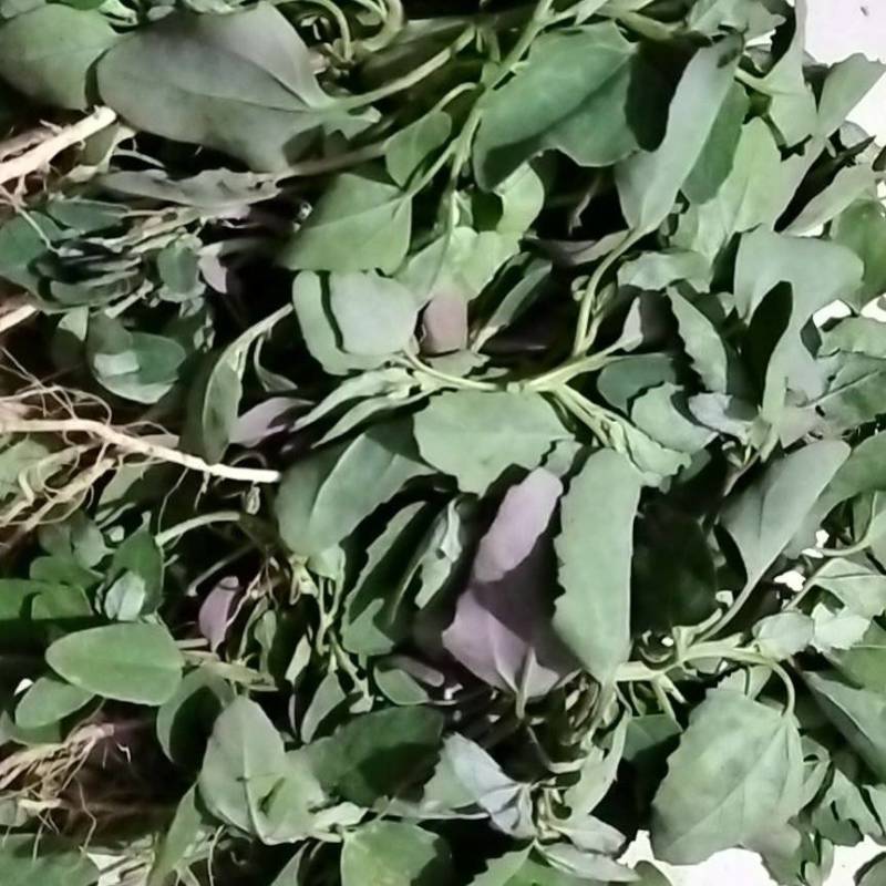 灰灰菜，去根去，5公分左右，日产五万斤，产地直发一手货源