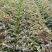 甘肃兰州高原夏菜即将上市开始预定