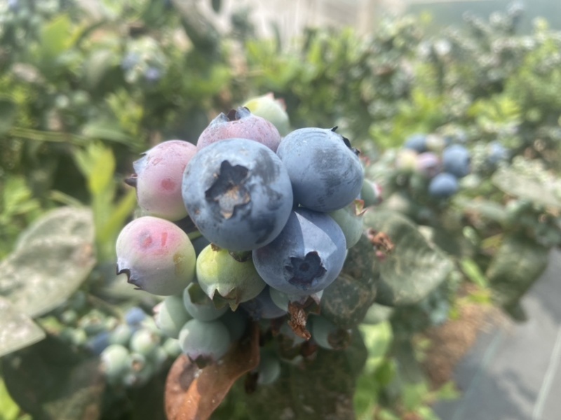 云南石屏龙朋高山蓝莓，每天出货量可达2000斤左右