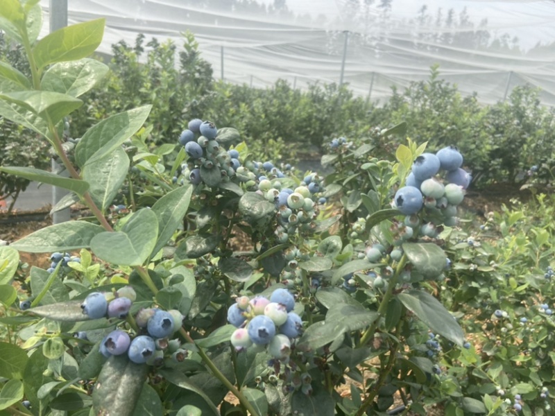 云南石屏龙朋高山蓝莓，每天出货量可达2000斤左右