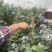 云南石屏龙朋高山蓝莓，每天出货量可达2000斤左右