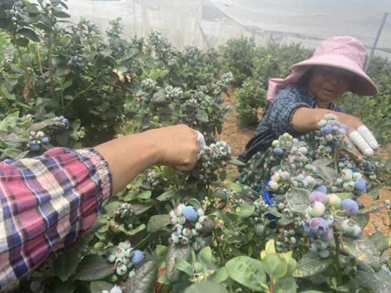云南石屏龙朋高山蓝莓，每天出货量可达2000斤左右