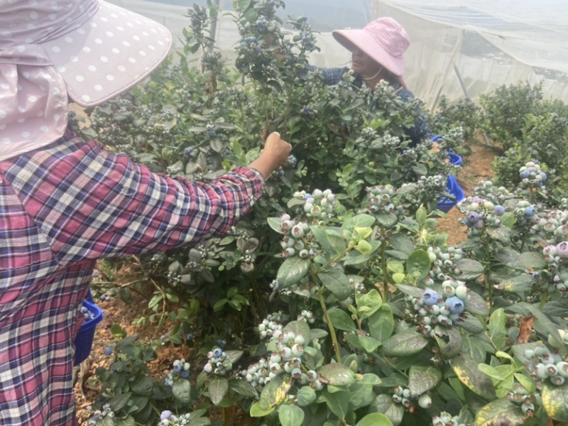 云南石屏龙朋高山蓝莓，每天出货量可达2000斤左右
