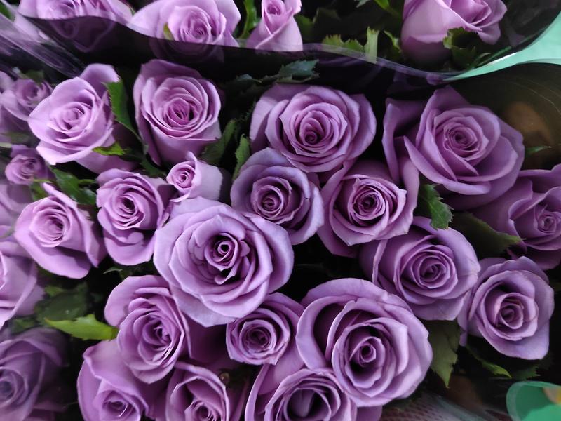 云南基地鲜花直发多头玫瑰品质优良价格美丽