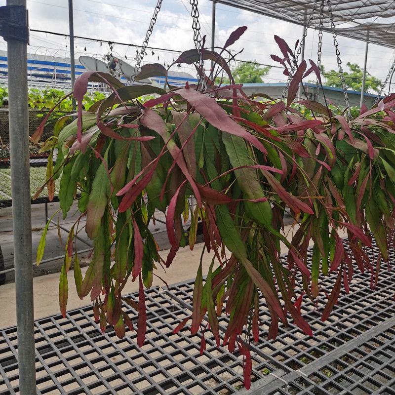 红叶丝苇室内外观赏植物南美洲果实可吃耐养活吊盆栽