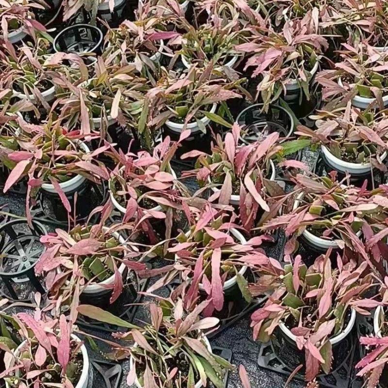 红叶丝苇室内外观赏植物南美洲果实可吃耐养活吊盆栽