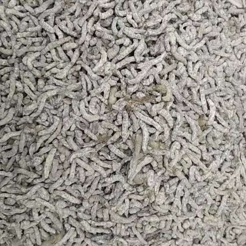僵蚕