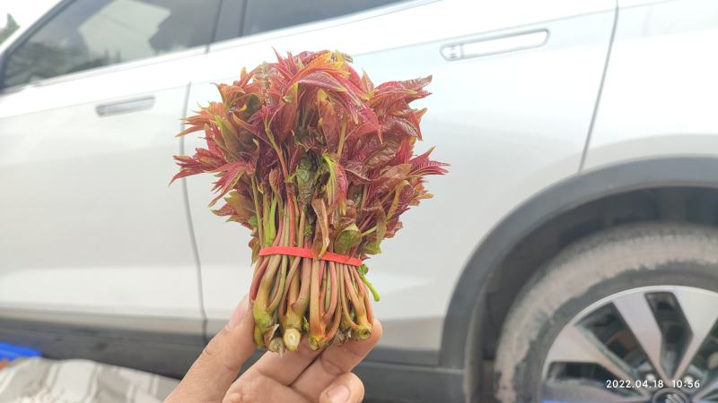香椿芽四川精品香椿芽春芽菜基地直发支持一件代发