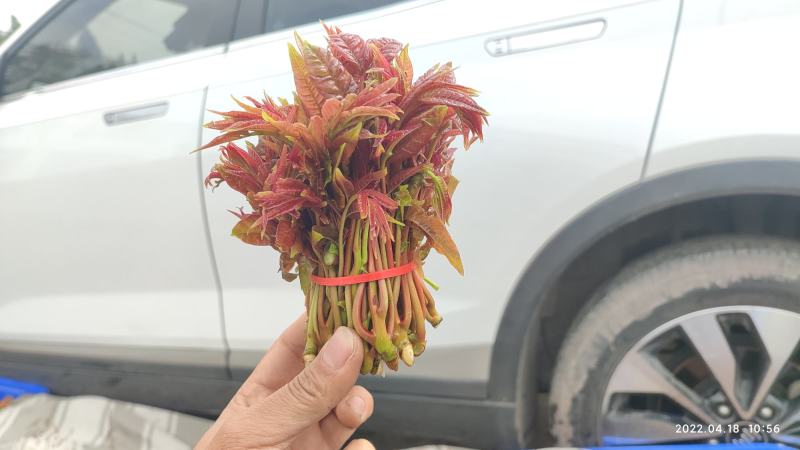 香椿芽四川精品香椿芽春芽菜基地直发支持一件代发