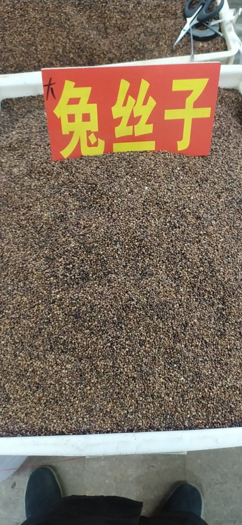菟丝子