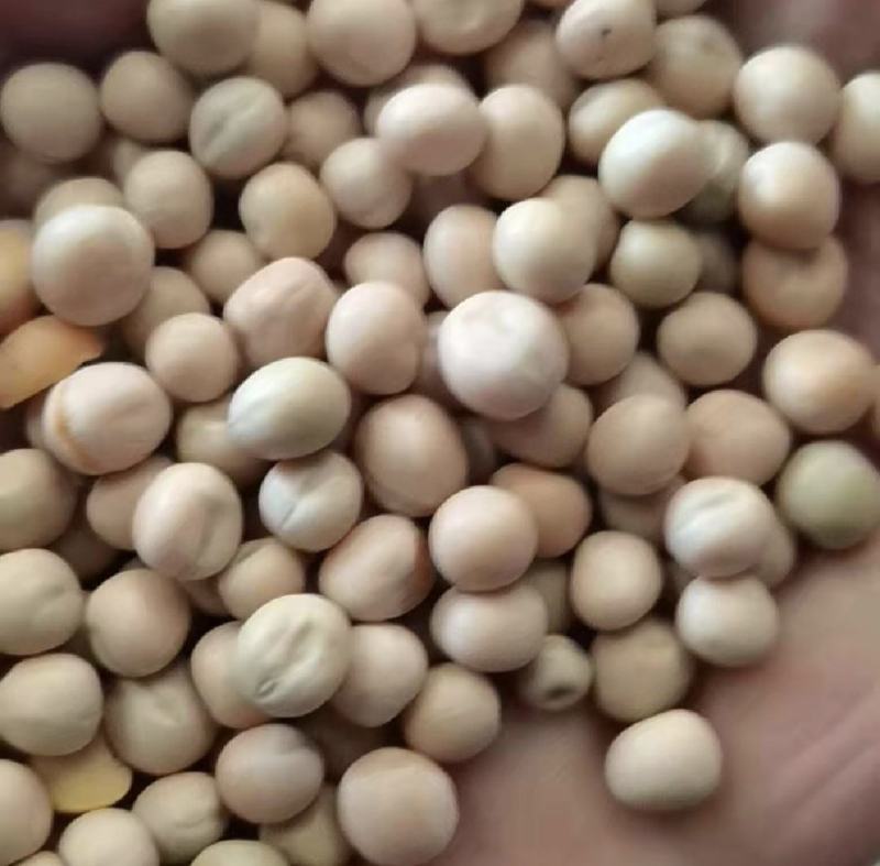 干豌豆，白豌豆，颗粒饱满，鸽粮、磨面、食品豌豆