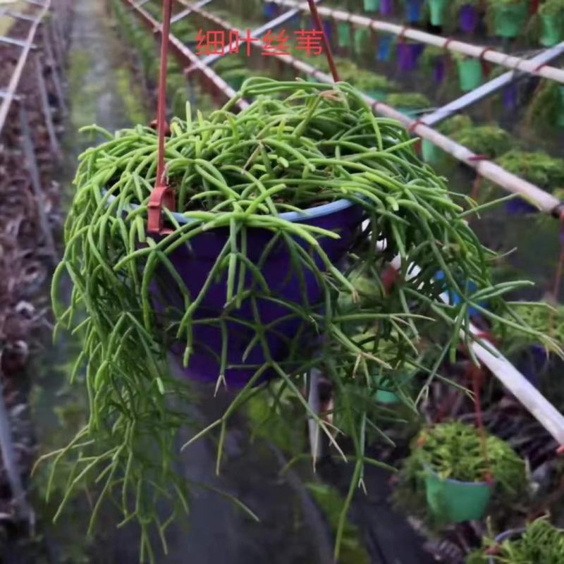 细叶丝苇室内外观赏植物南美洲果实可吃雨林仙人掌耐养活吊盆