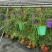 细叶丝苇室内外观赏植物南美洲果实可吃雨林仙人掌耐养活吊盆