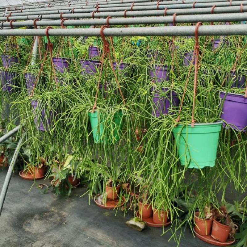 细叶丝苇室内外观赏植物南美洲果实可吃雨林仙人掌耐养活吊盆