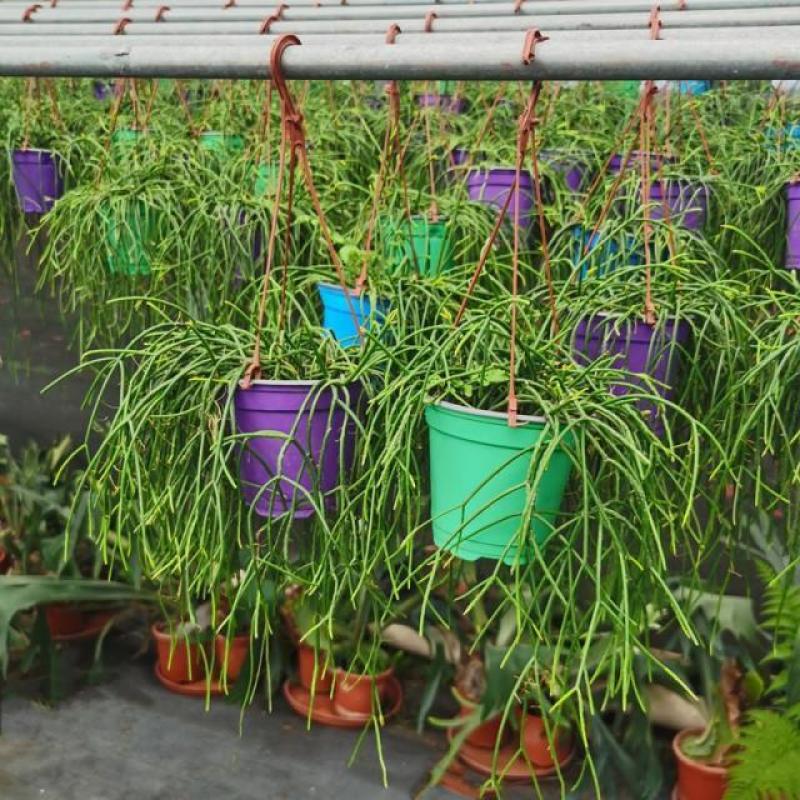 细叶丝苇室内外观赏植物南美洲果实可吃雨林仙人掌耐养活吊盆