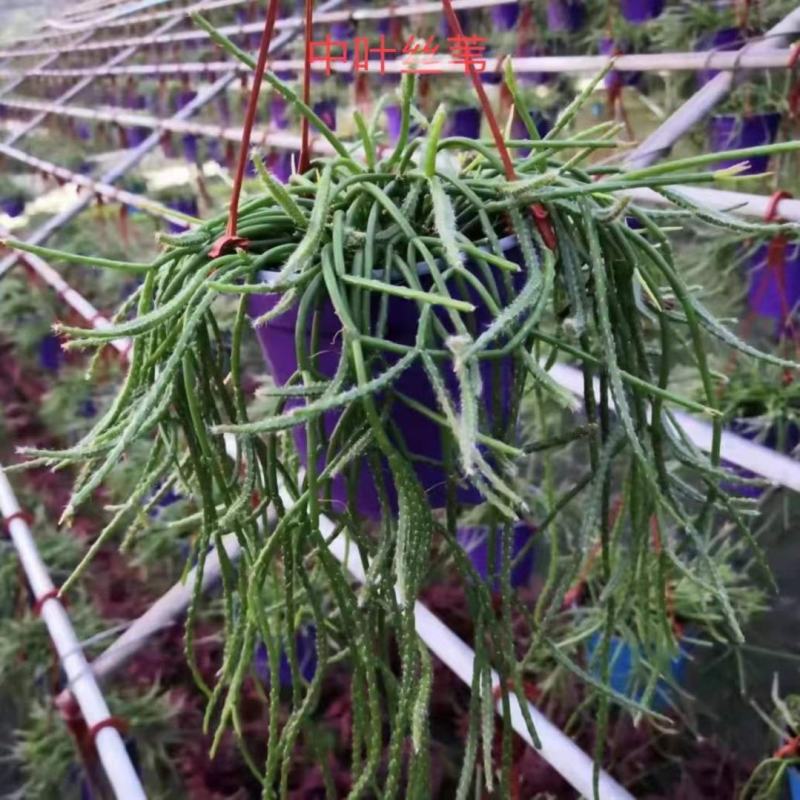 细叶丝苇室内外观赏植物南美洲果实可吃雨林仙人掌耐养活吊盆