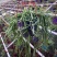 细叶丝苇室内外观赏植物南美洲果实可吃雨林仙人掌耐养活吊盆