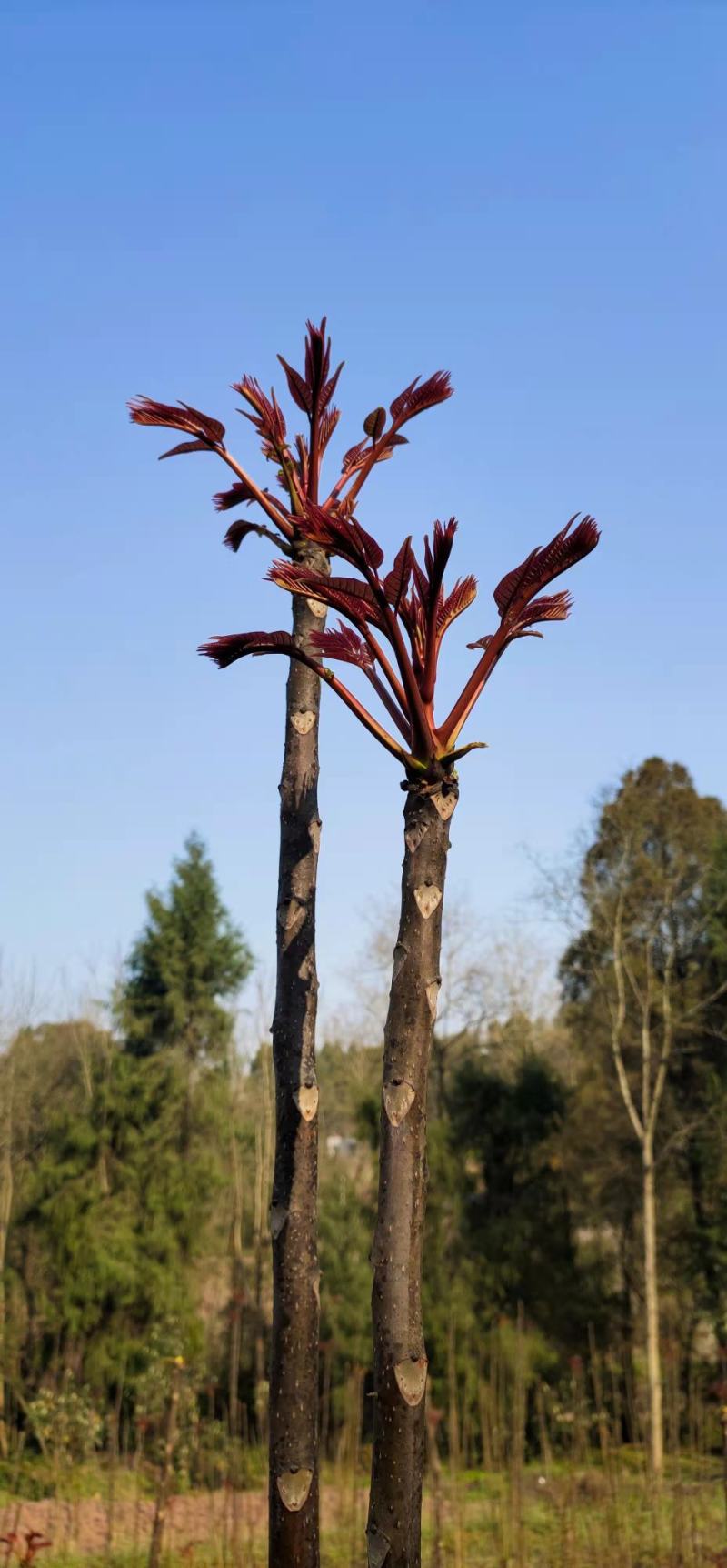 香椿芽四川精品香椿芽春芽菜基地直发支持一件代发