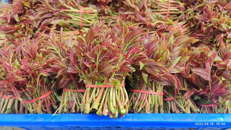 香椿芽四川精品香椿芽春芽菜基地直发支持一件代发