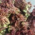 香椿芽四川精品香椿芽春芽菜基地直发支持一件代发