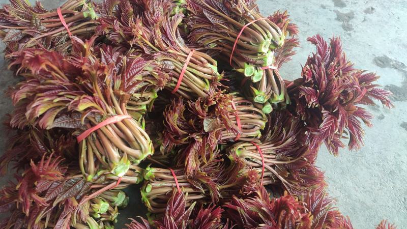 香椿芽四川精品香椿芽春芽菜基地直发支持一件代发