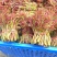 香椿芽四川精品香椿芽春芽菜基地直发支持一件代发