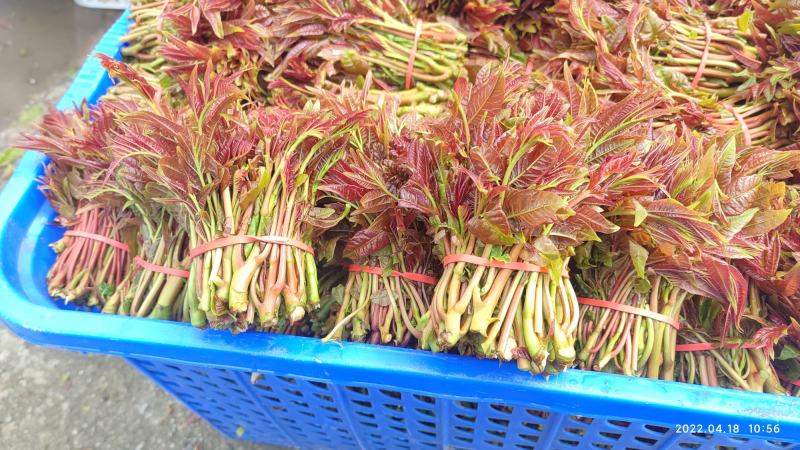 香椿芽四川精品香椿芽春芽菜基地直发支持一件代发