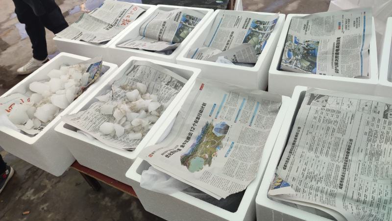 香椿芽四川精品香椿芽春芽菜基地直发支持一件代发