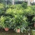棕竹细叶棕竹金山棕绿植盆栽室内盆栽绿植办公桌盆栽