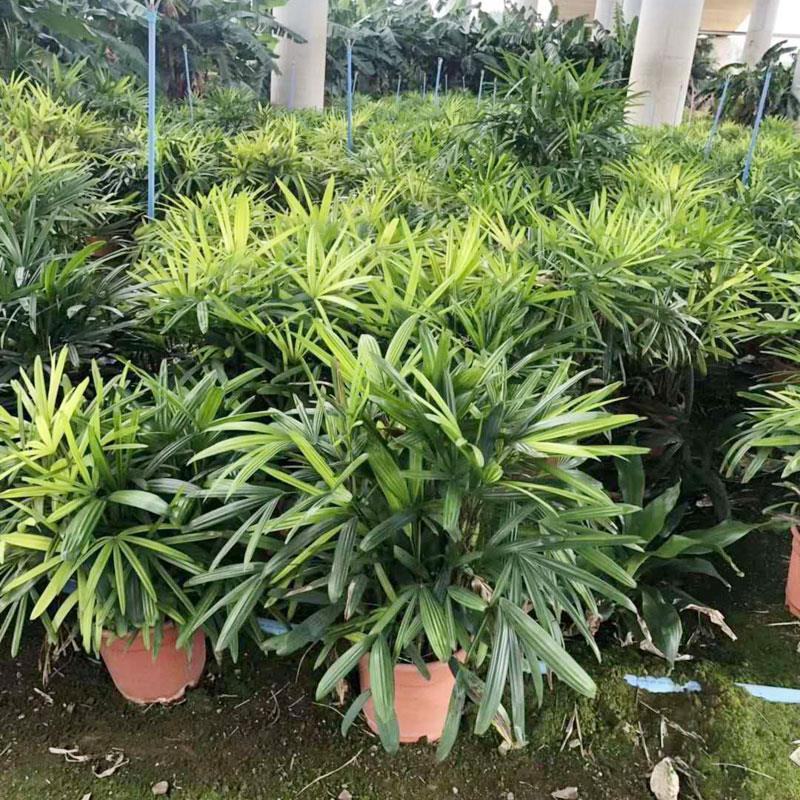 棕竹细叶棕竹金山棕绿植盆栽室内盆栽绿植办公桌盆栽