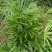 棕竹细叶棕竹金山棕绿植盆栽室内盆栽绿植办公桌盆栽