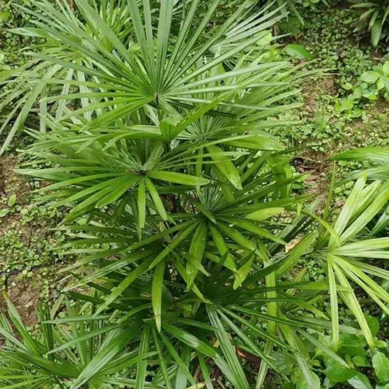 棕竹细叶棕竹金山棕绿植盆栽室内盆栽绿植办公桌盆栽