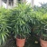 棕竹细叶棕竹金山棕绿植盆栽室内盆栽绿植办公桌盆栽
