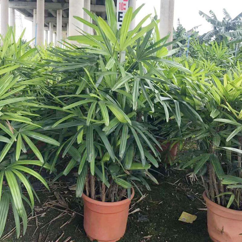 棕竹细叶棕竹金山棕绿植盆栽室内盆栽绿植办公桌盆栽