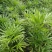 棕竹细叶棕竹金山棕绿植盆栽室内盆栽绿植办公桌盆栽