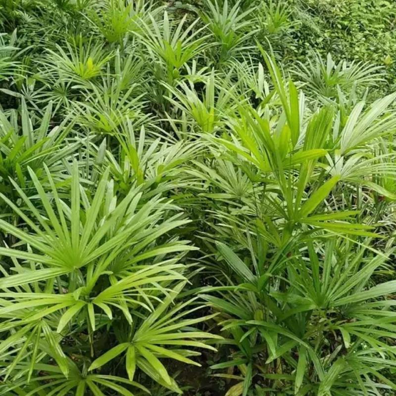 棕竹细叶棕竹金山棕绿植盆栽室内盆栽绿植办公桌盆栽