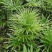 棕竹细叶棕竹金山棕绿植盆栽室内盆栽绿植办公桌盆栽