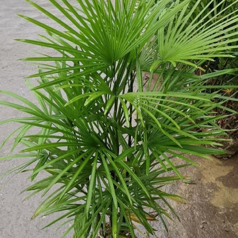 棕竹细叶棕竹金山棕绿植盆栽室内盆栽绿植办公桌盆栽