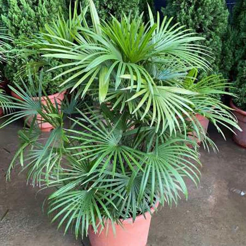 棕竹细叶棕竹金山棕绿植盆栽室内盆栽绿植办公桌盆栽