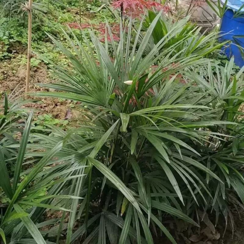 棕竹细叶棕竹金山棕绿植盆栽室内盆栽绿植办公桌盆栽