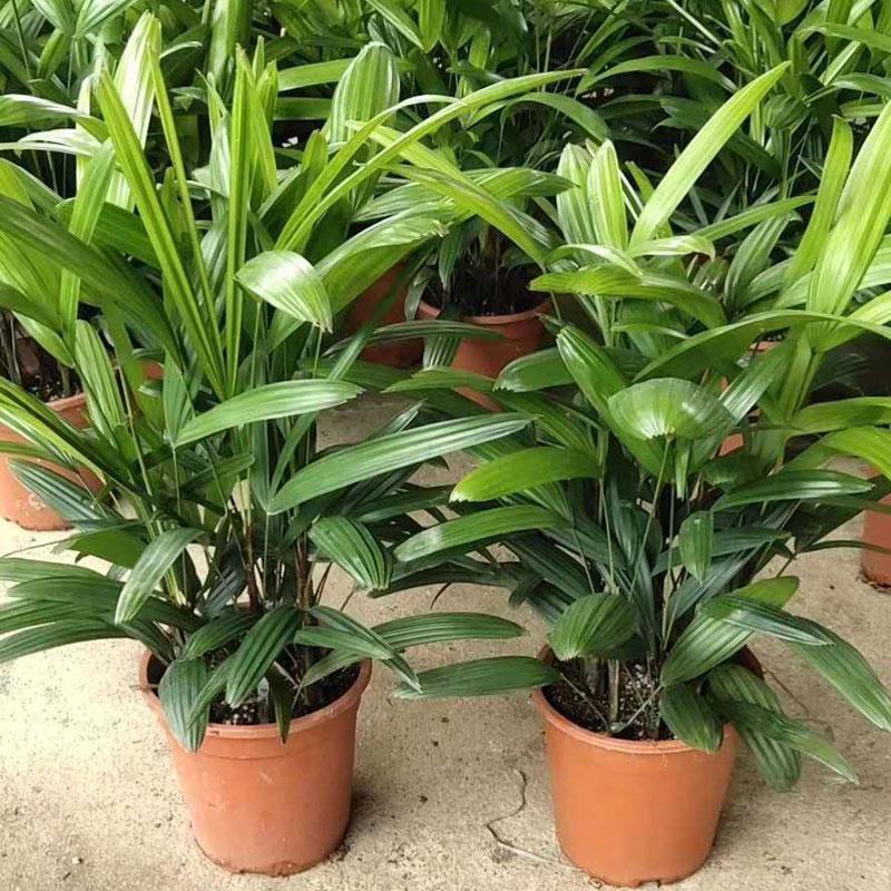 棕竹细叶棕竹金山棕绿植盆栽室内盆栽绿植办公桌盆栽
